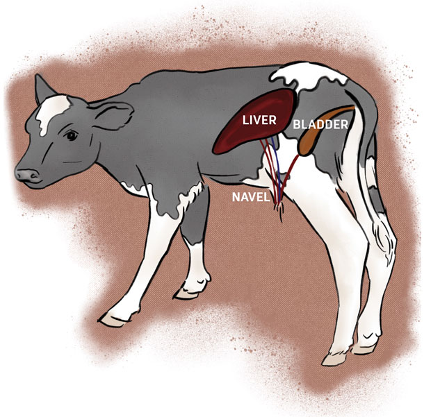 calf