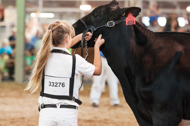 girl showing cow