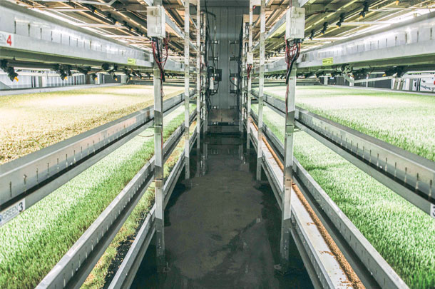 In this 800-square-foot hydroponic greenhouse, Bill Vanderkooi can grow 20 acres or more per season.