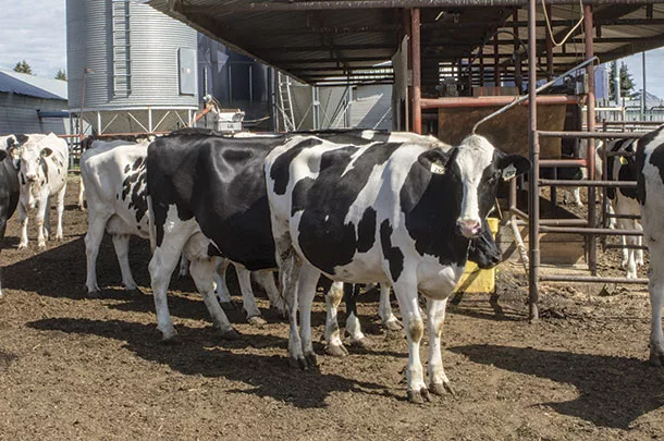 Holsteins in their pens