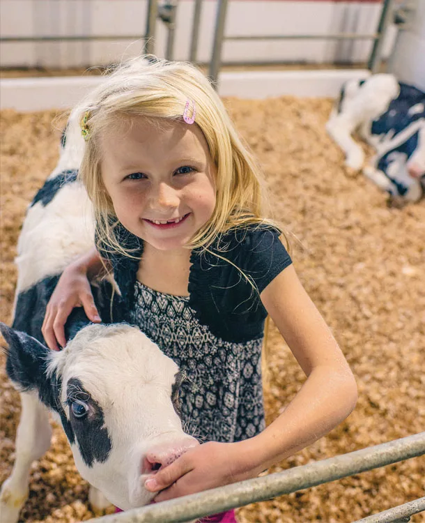 Chloe helps with the calves