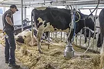 tiestall milking