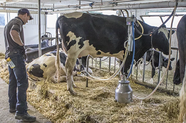 tiestall milking