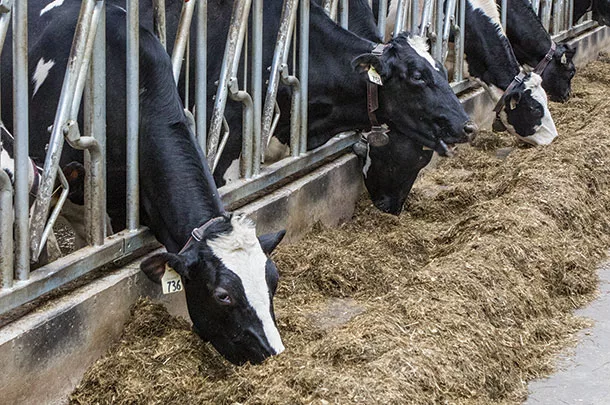 Cows eating forage