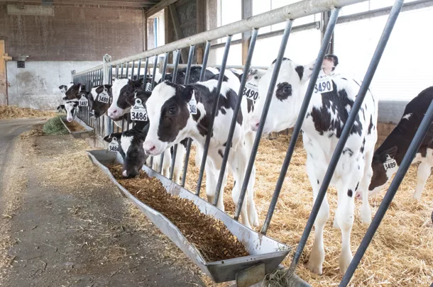 Feeding heifers