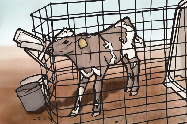 calf drinking a bottle
