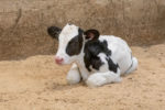 New born calf