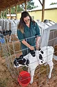 An easy place to start monitoring a calf-raising program is by recording average daily gain; use a weigh tape to measure weights at birth and again at 8 weeks old.