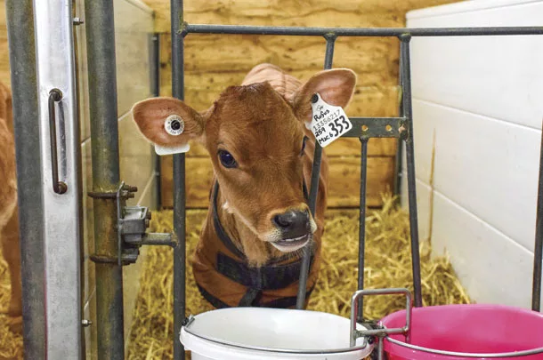 Jersey calf