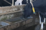 cow drinking from water trough