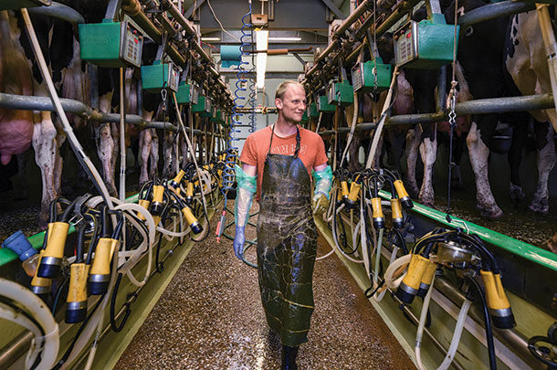 keeping milking parlour clean and hygienic