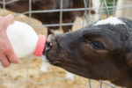 Bottle feed a calf