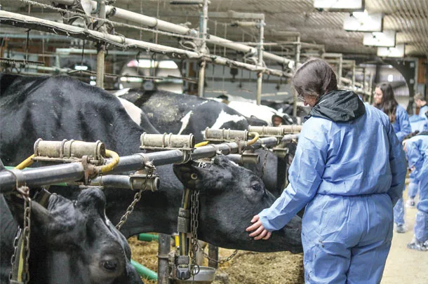 Checking cows