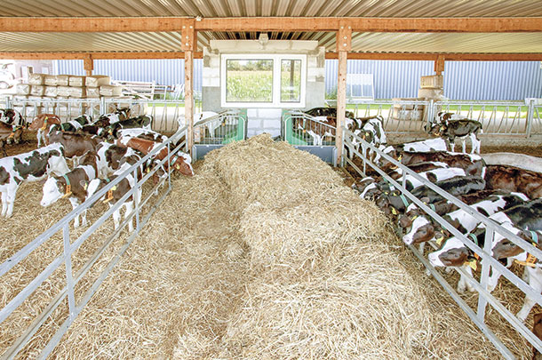 Calves in feed barn