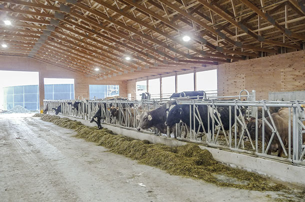 A new barn offers a large bedded-pack space