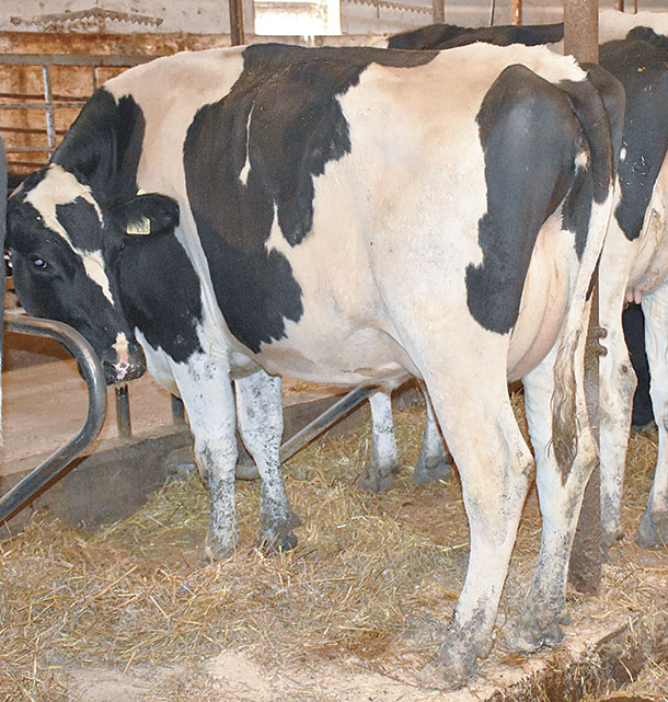 Sired by Round Oak Rag Apple Elevation, a bull born on Aug. 30, 1965.