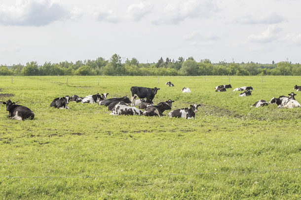 cows in a pasture
