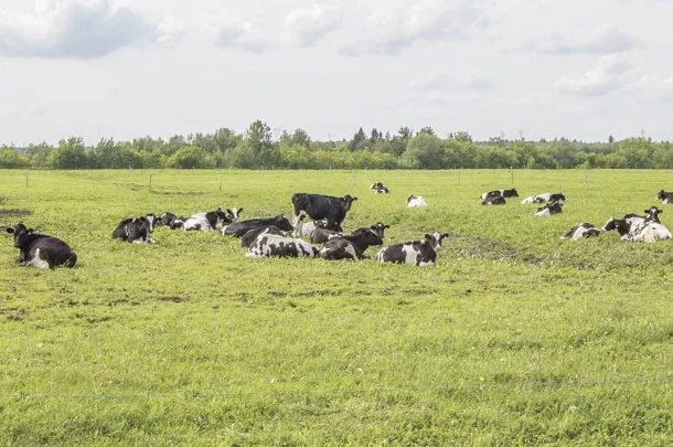 cows in a pasture