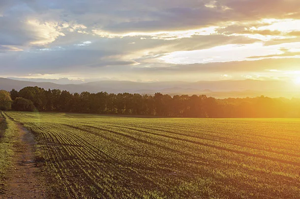 Sunset over field