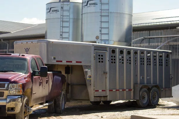 Transporting cattle