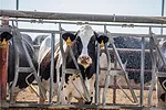 Cows with fans and misters