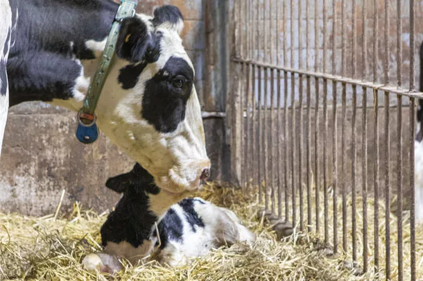 Cow with her calf