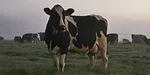 DeLaval Cow Longevity