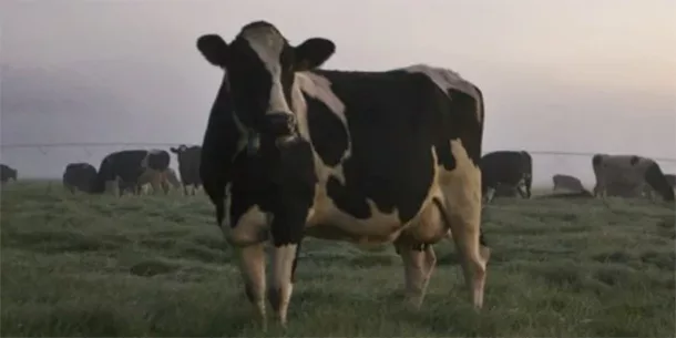 DeLaval Cow Longevity