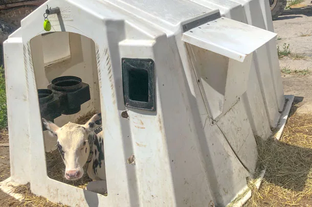 0720CA calf in hutch