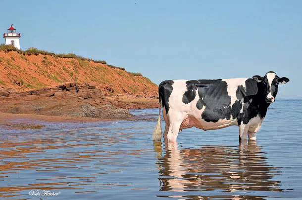0820CA Thompson promoted his cattle with creatively staged photography.