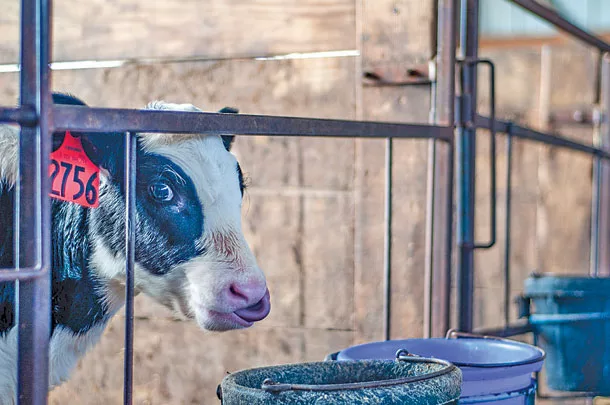 Calf