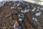 Birkstead Holsteins' cows