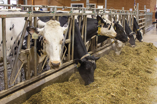 Cows in the free-flow pen