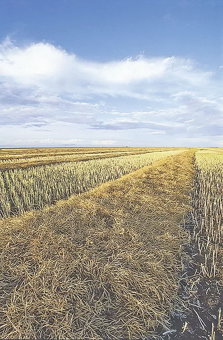 Harvest
