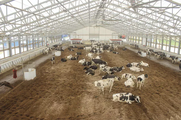 Compost-bedded pack