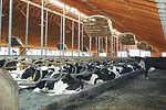 Freestalls with deep beds of sand