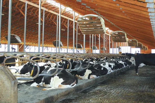 1020ca Freestalls with deep beds of sand