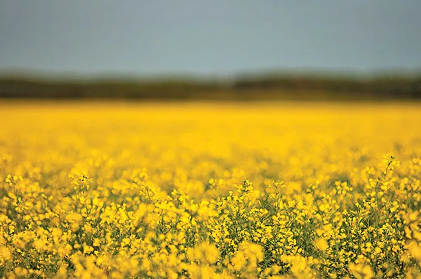 Farmland