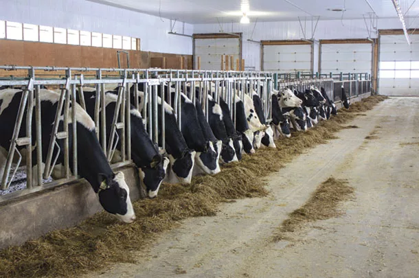 Cows at the feedbunk
