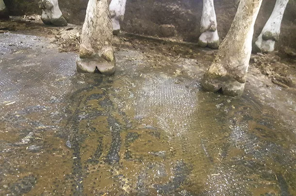 Checking heifer hooves