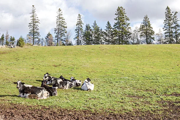 Cattle in a pasture