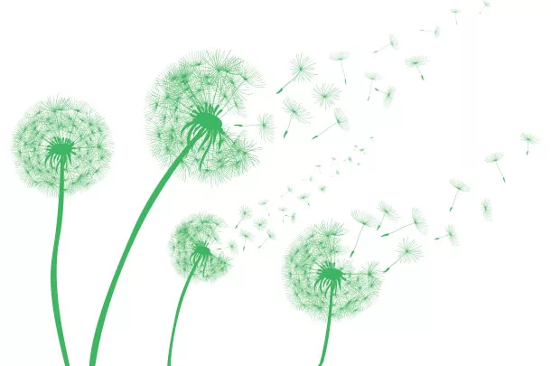 Dandelions