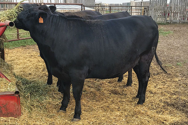 At Benbie Holsteins, snow beef animals are finished on an 11-ingredent ration