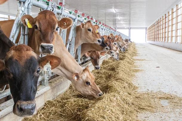 Cattle at the feedbunk
