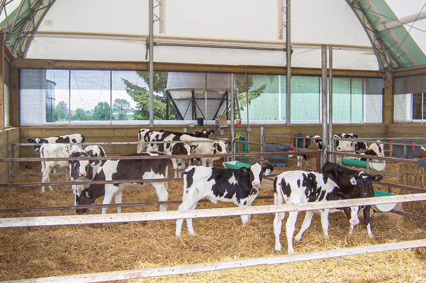 Calf facility