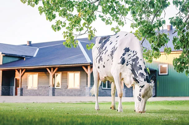 Cow grazing