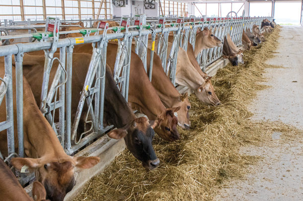 Cattle at the feedbunk