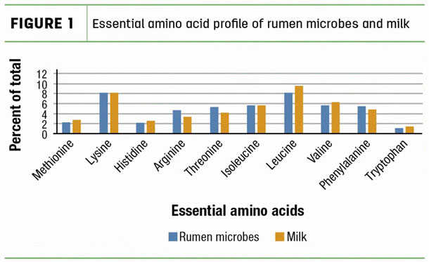 Essential amino acid profile of rumen microbes and milk