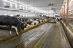 Cattle bedded down