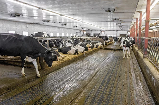 Cattle bedded down